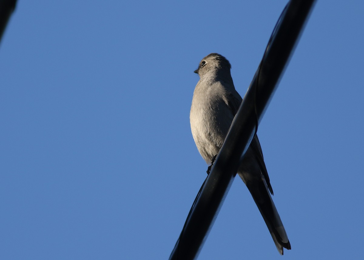 Townsend's Solitaire - ML433973321