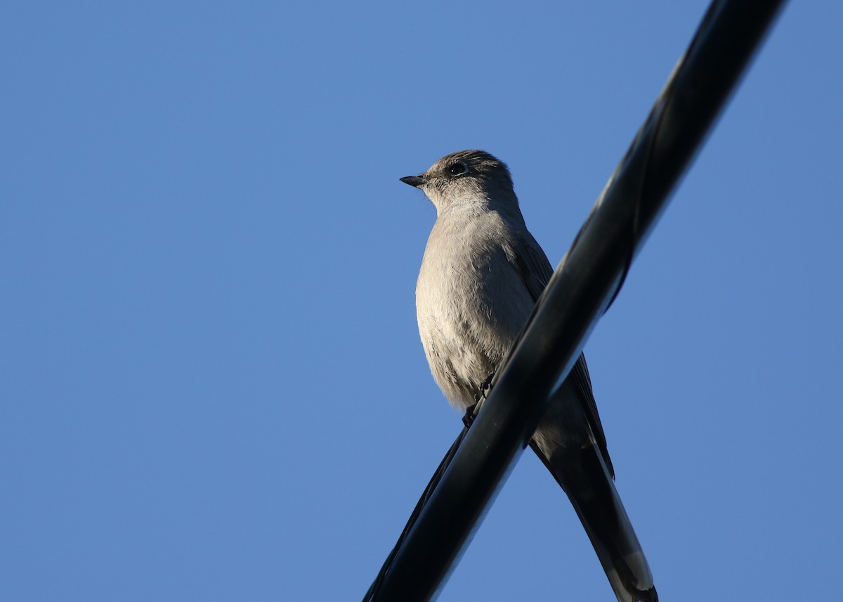 Townsend's Solitaire - ML433973401