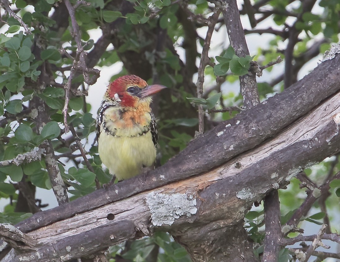 Red-and-yellow Barbet - ML433977501