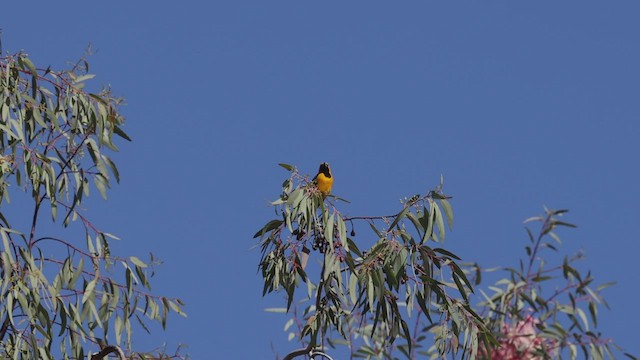 Hooded Oriole (nelsoni Group) - ML433980751