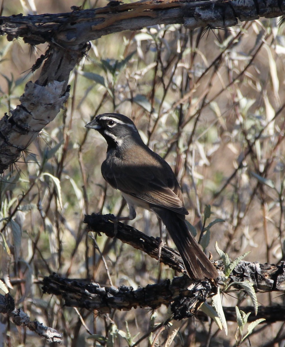 Black-throated Sparrow - ML433984761