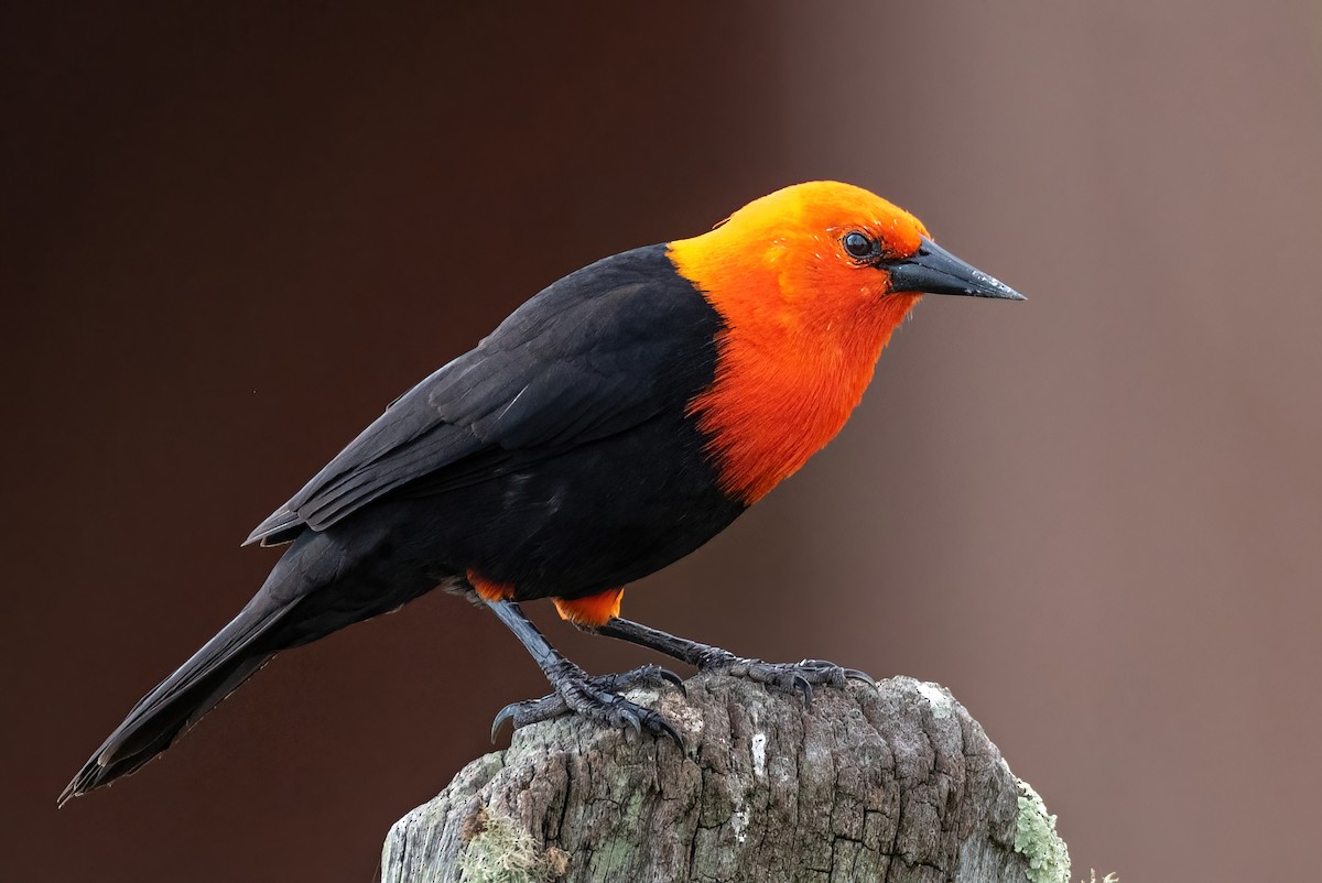 Scarlet-headed Blackbird - ML433986861