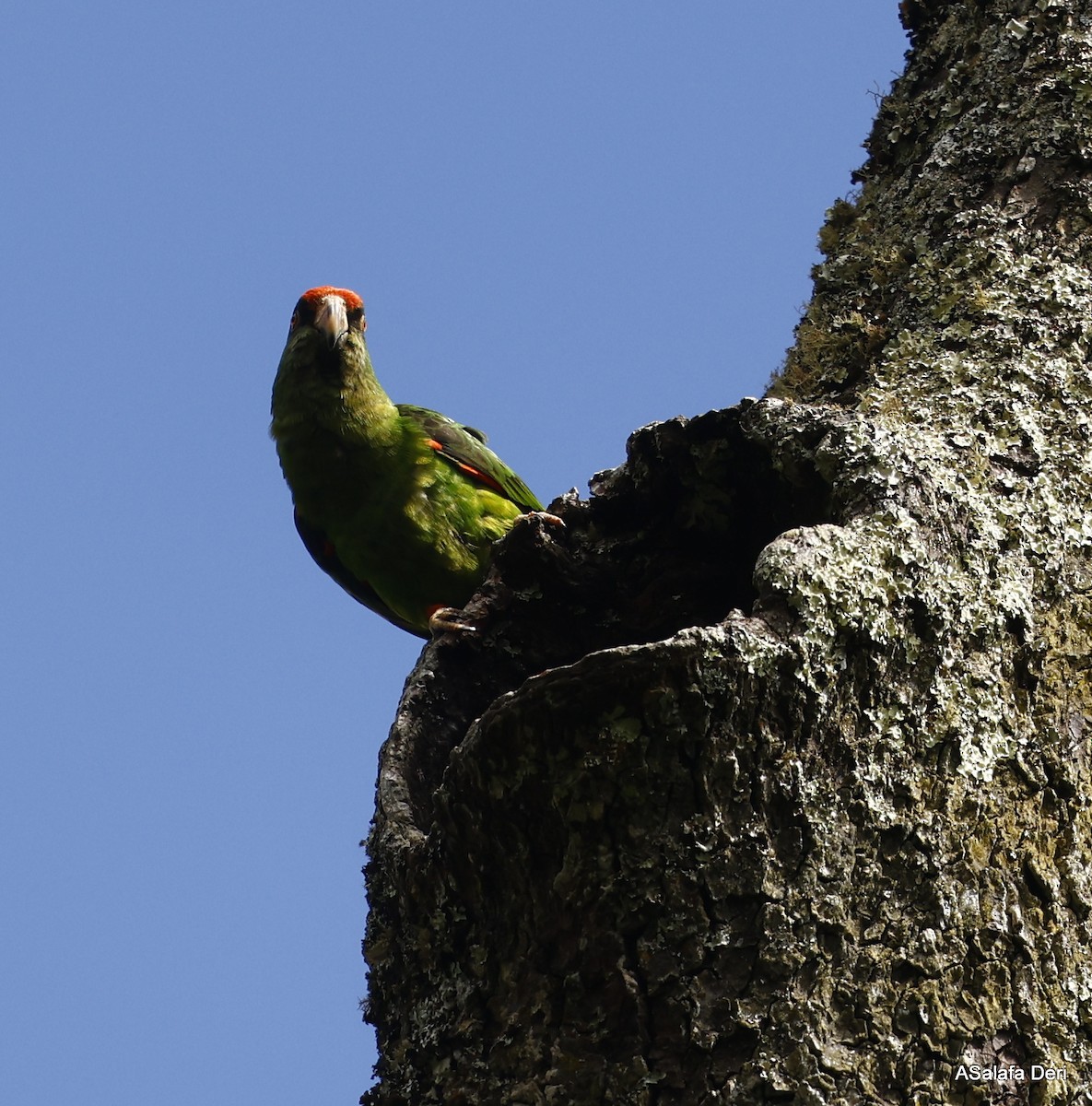 Red-fronted Parrot (Red-fronted) - Fanis Theofanopoulos (ASalafa Deri)