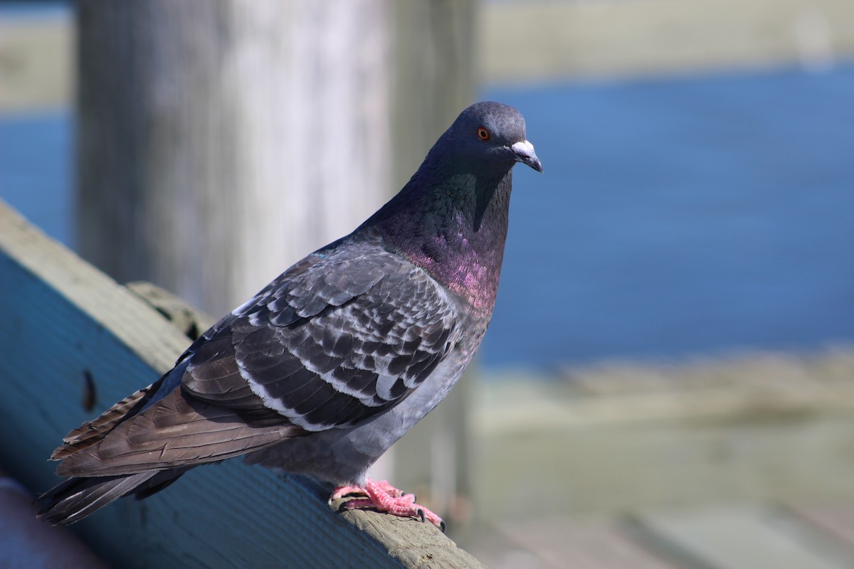 Rock Pigeon (Feral Pigeon) - Nathan Hall