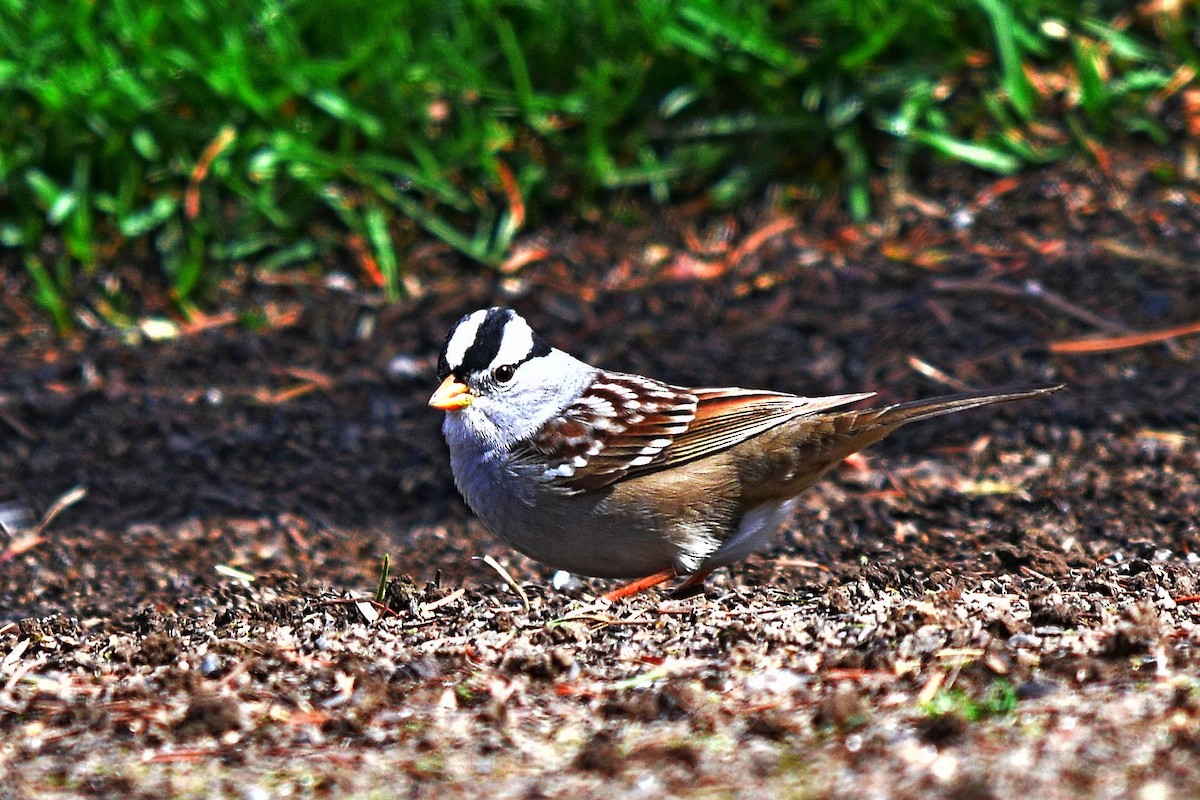 White-crowned Sparrow - ML433994741