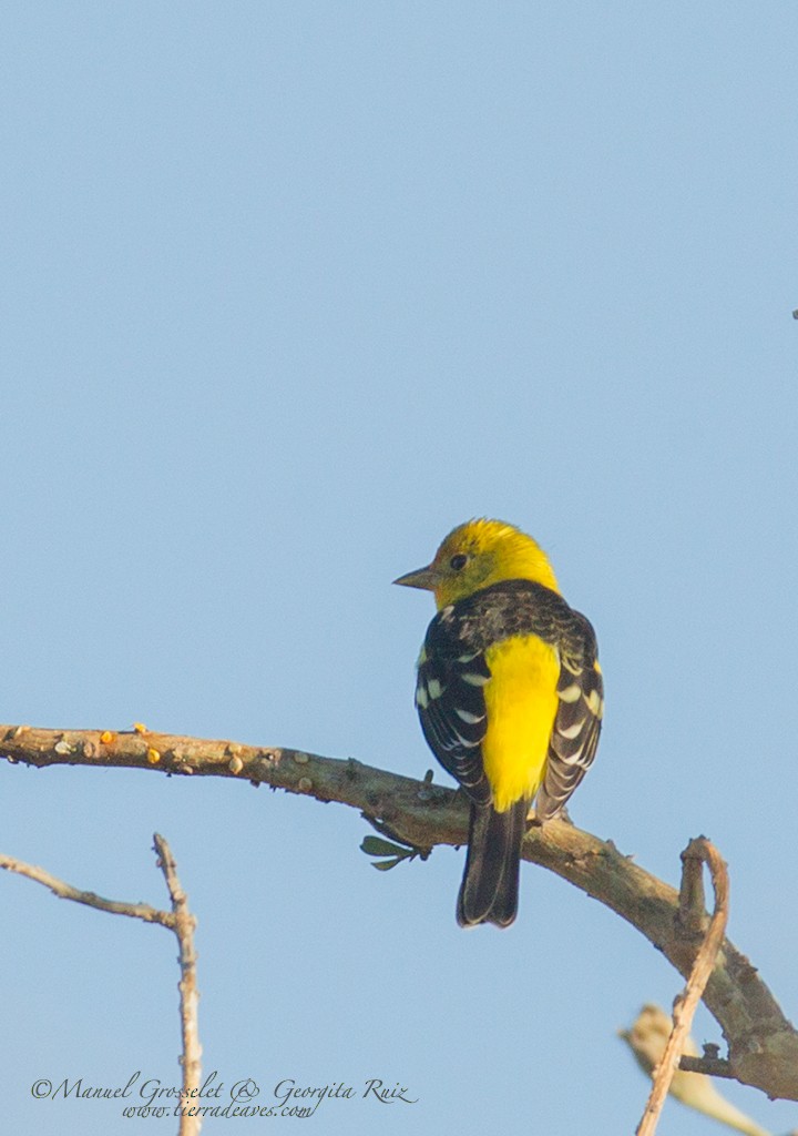 Western Tanager - ML43399501
