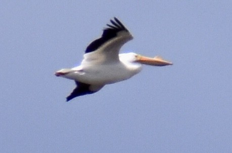 American White Pelican - ML433998621
