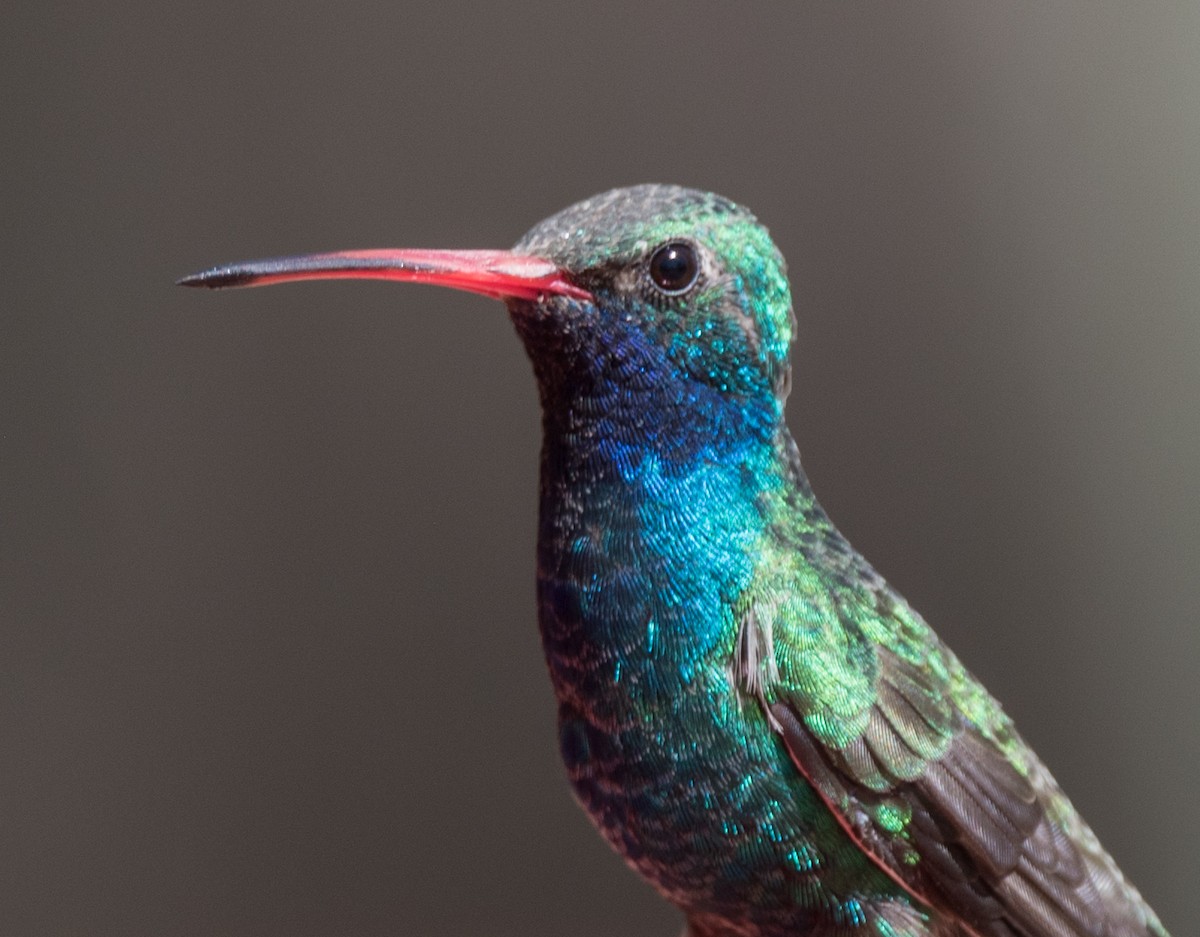 Broad-billed Hummingbird - Lee Bush
