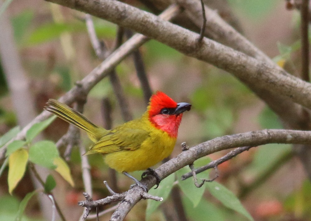 Red-headed Tanager - ML43400361