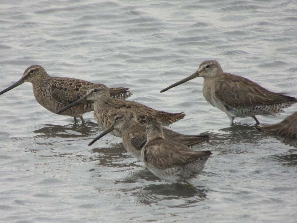 Long-billed Dowitcher - ML434007581