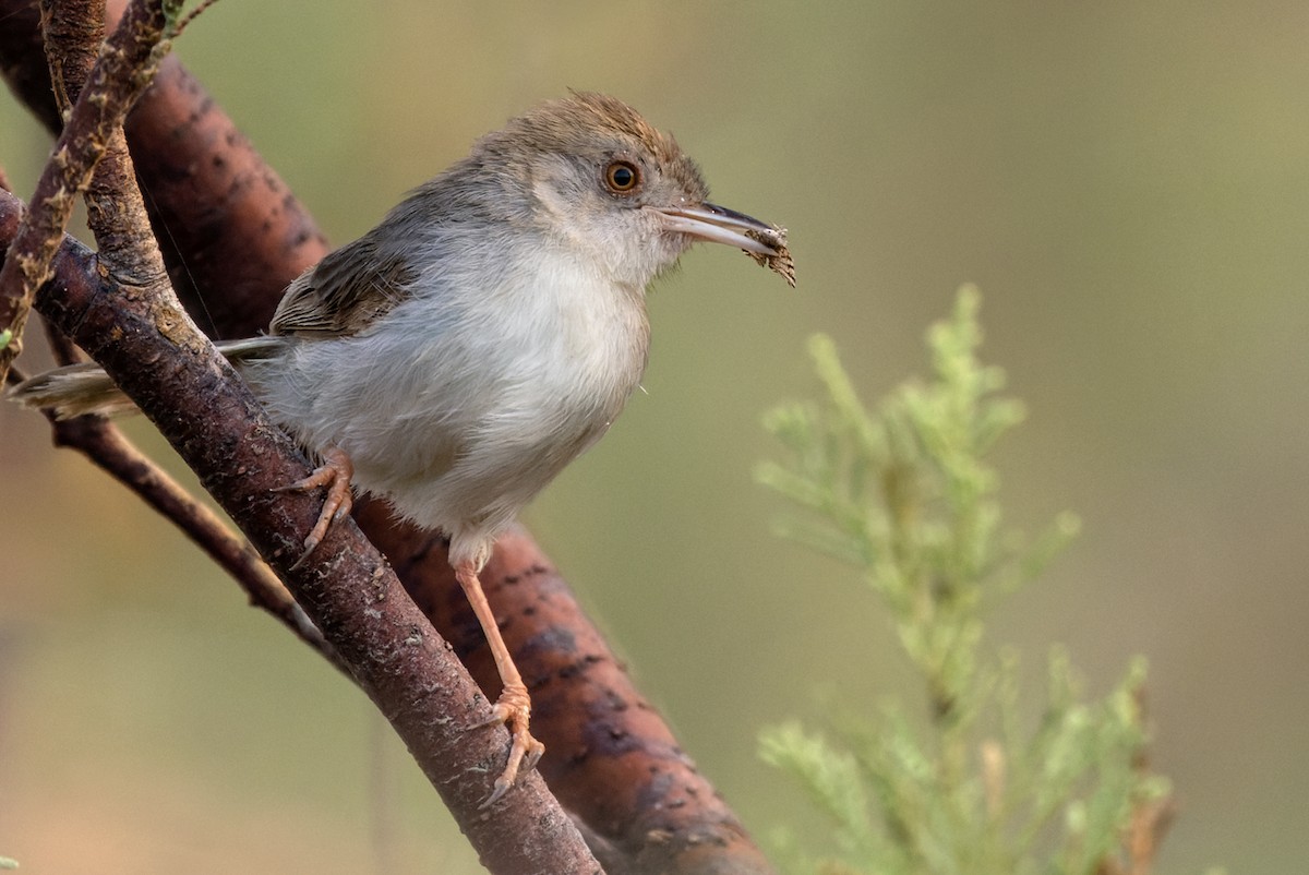 Socotra Warbler - Lars Petersson | My World of Bird Photography