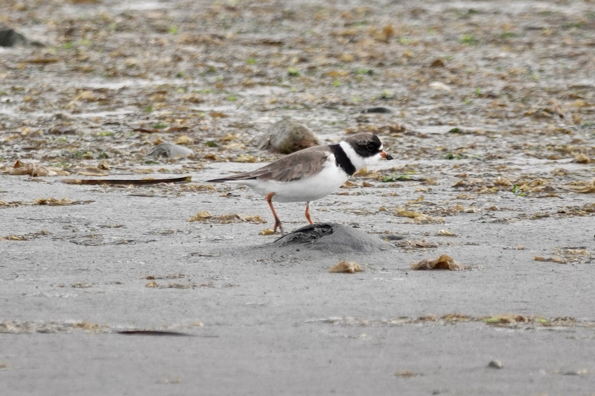 Semipalmated Plover - ML434015431