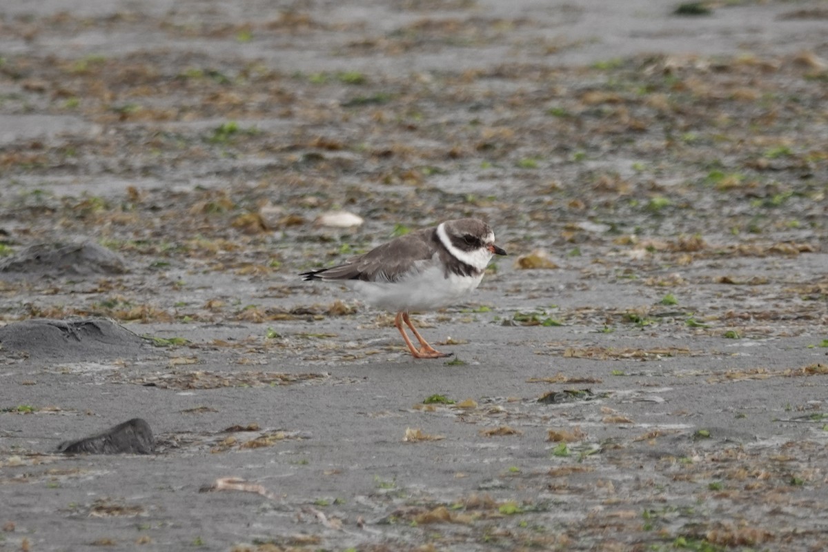 Semipalmated Plover - ML434015441