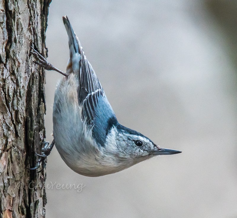 White-breasted Nuthatch - ML434017201