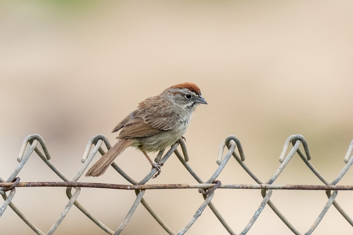 Rufous-crowned Sparrow - ML434017281