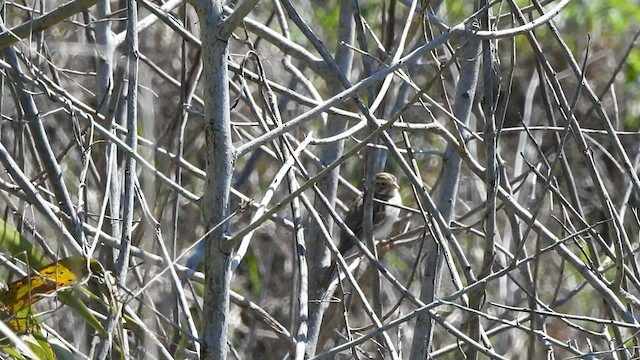 Clay-colored Sparrow - ML434025101