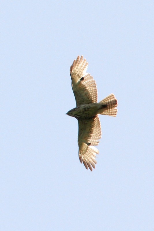 Broad-winged Hawk - ML434025461