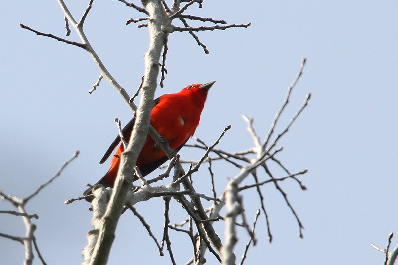 Scarlet Tanager - ML434026331