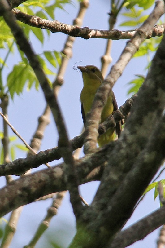 Scarlet Tanager - ML434026881