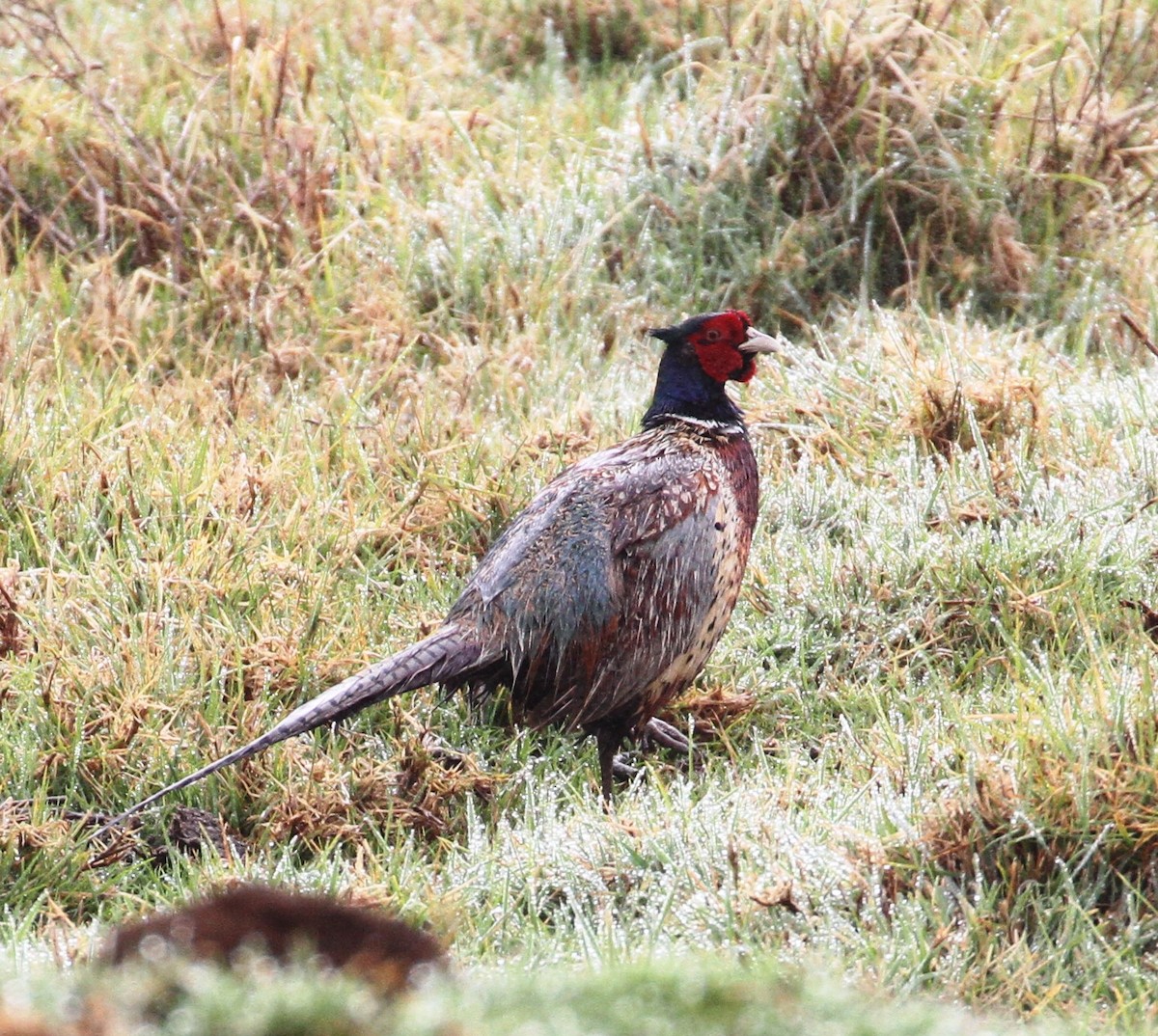Ring-necked Pheasant - Don Coons