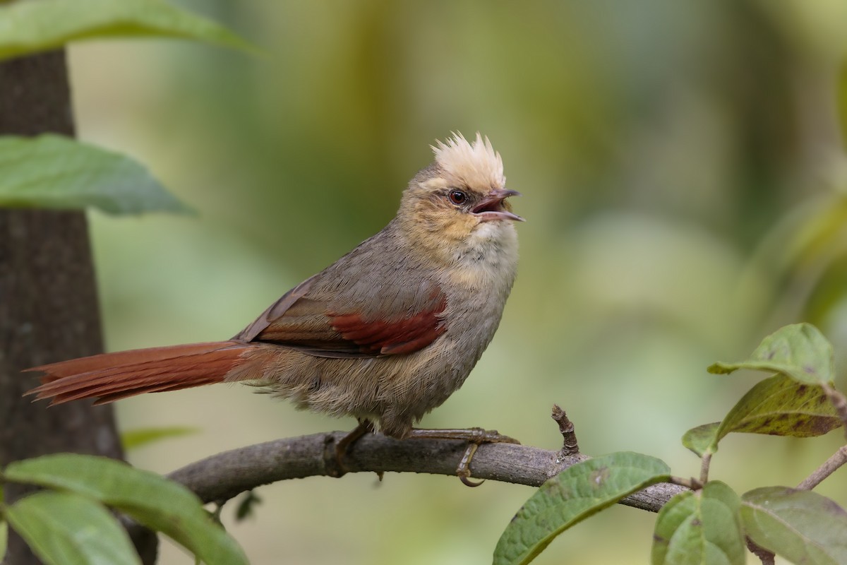 Creamy-crested Spinetail - ML434037451