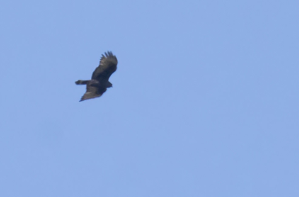 Zone-tailed Hawk - Marky Mutchler