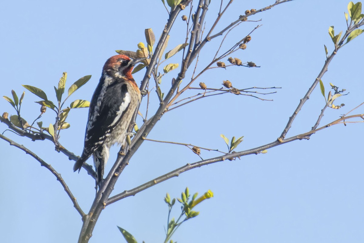 Red-naped x Red-breasted Sapsucker (hybrid) - Marky Mutchler