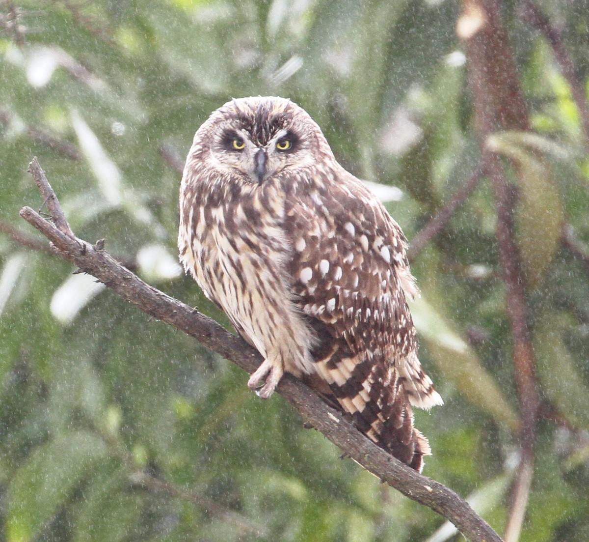 Short-eared Owl - Don Coons