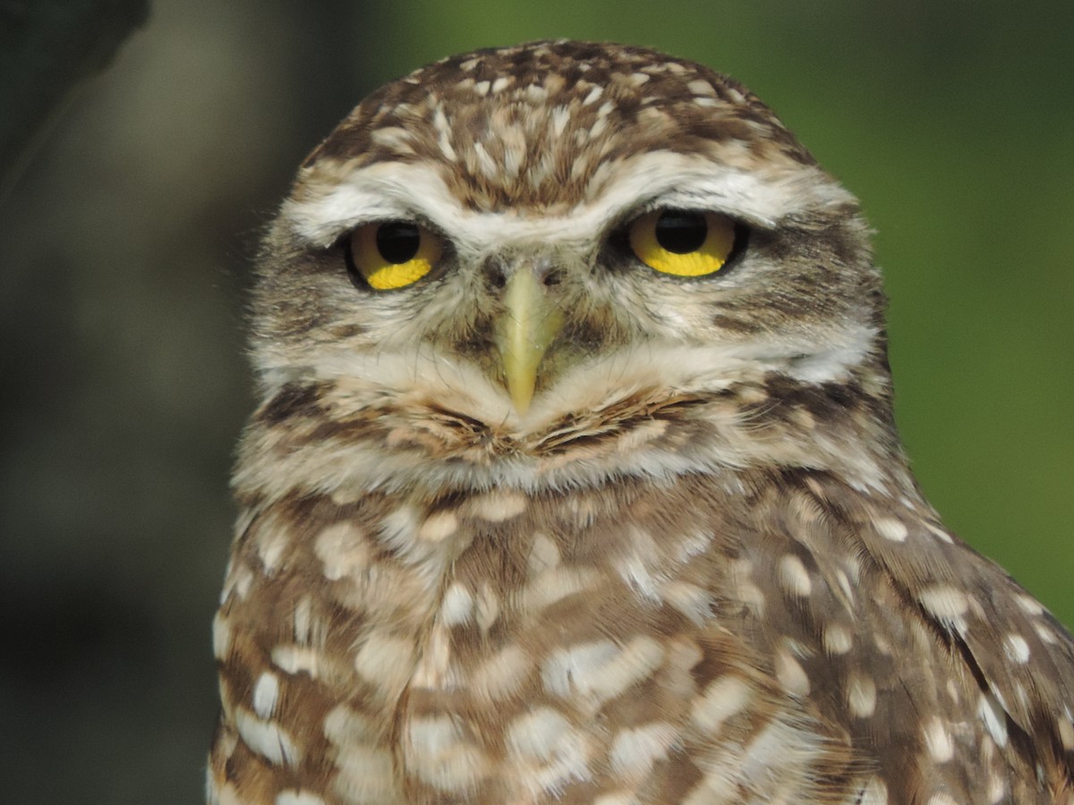 Burrowing Owl - Nazareno Yunes Del Carlo