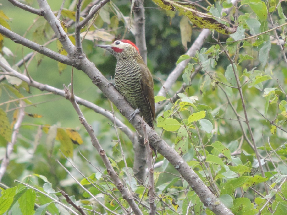 Golden-olive Woodpecker - Nazareno Yunes Del Carlo