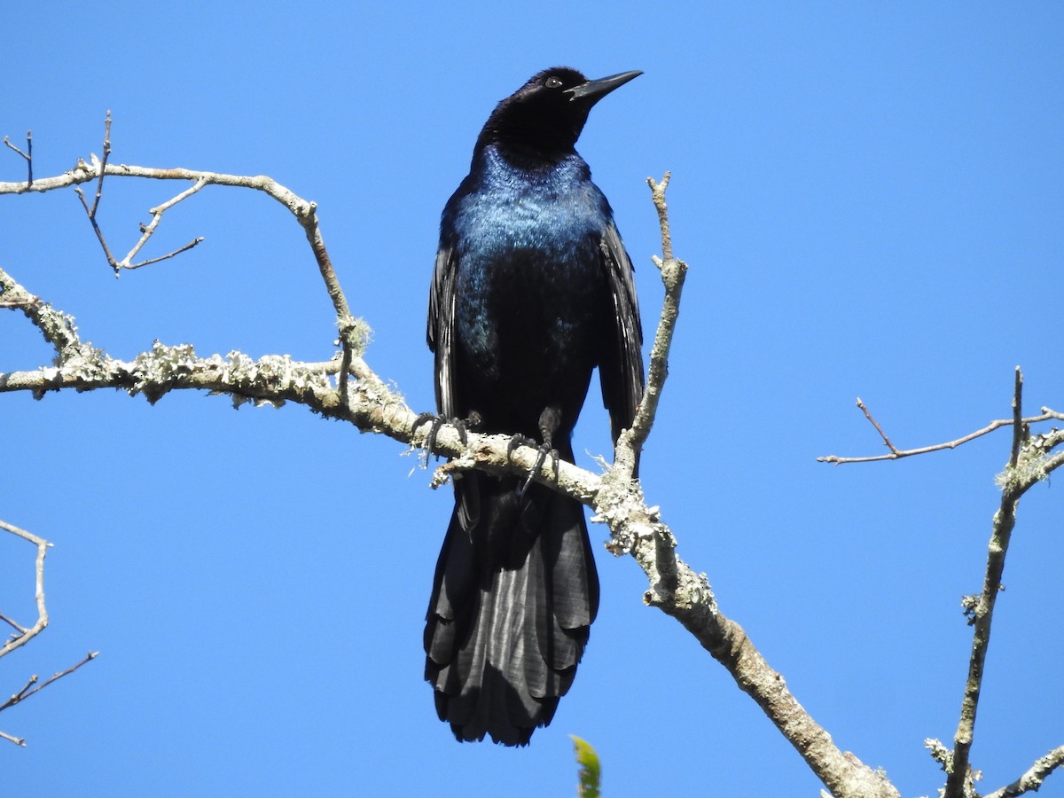 Boat-tailed Grackle - ML434045601