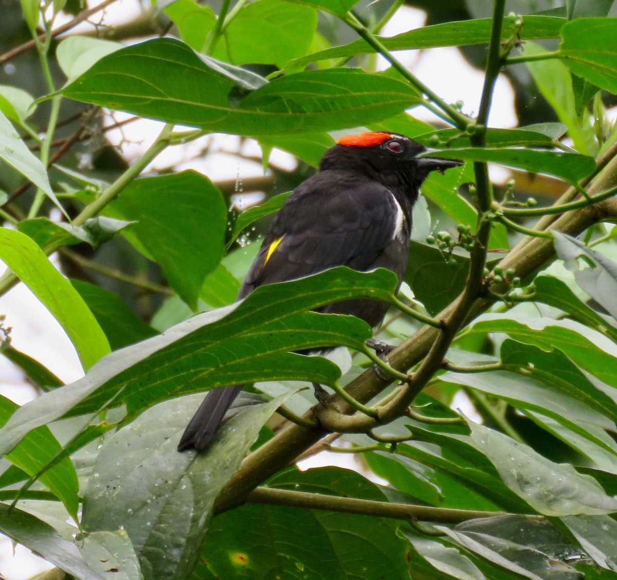 Scarlet-browed Tanager - ML43404721