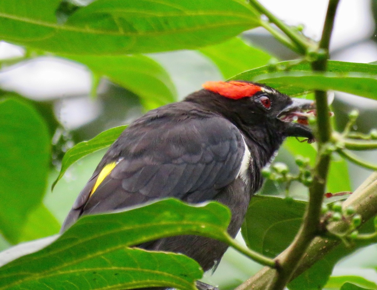 Scarlet-browed Tanager - ML43404731