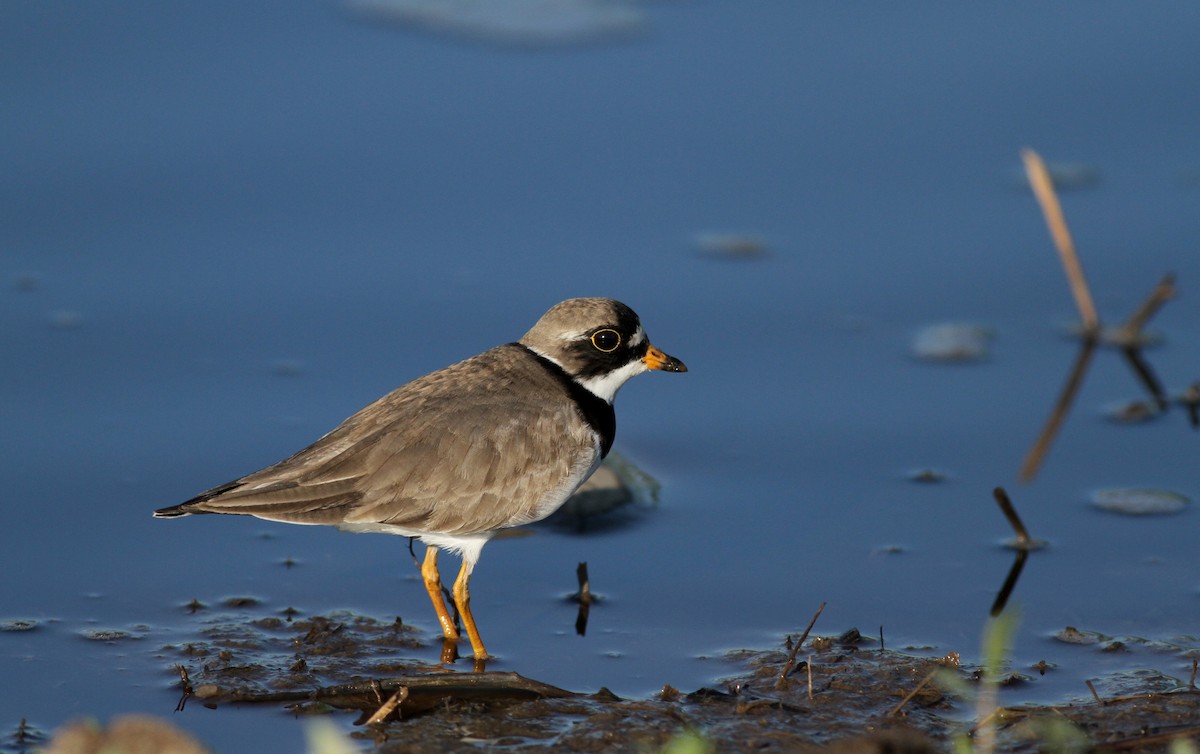 Semipalmated Plover - ML43404891
