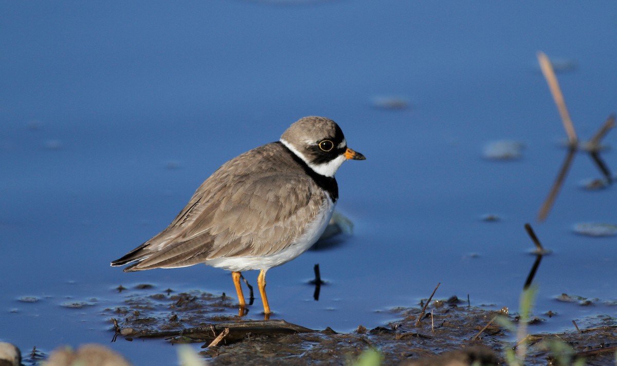 Semipalmated Plover - ML43405001