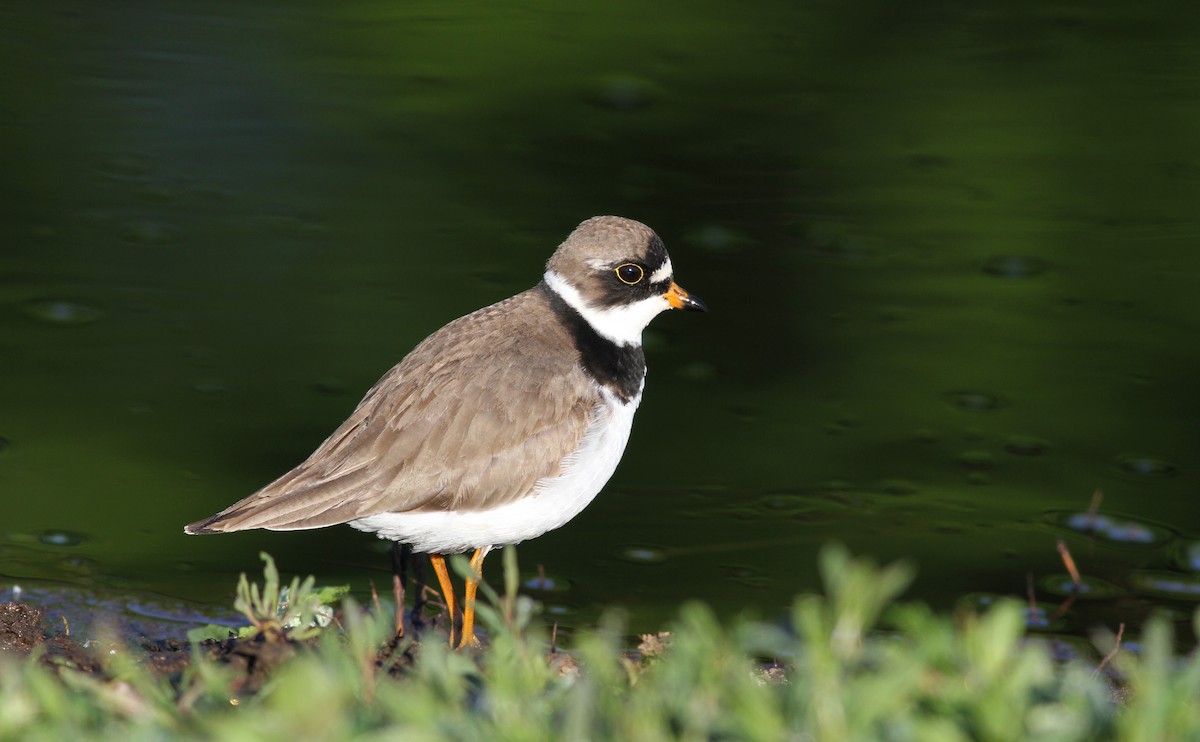 Semipalmated Plover - ML43405011