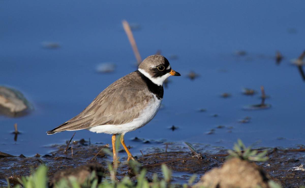 Semipalmated Plover - ML43405081