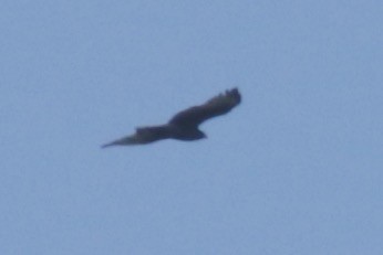 Zone-tailed Hawk - ML434050921