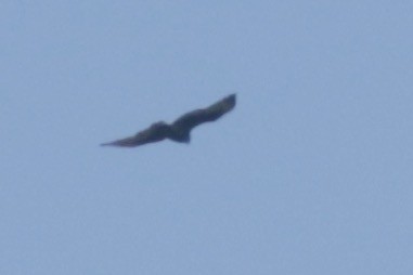 Zone-tailed Hawk - ML434050931