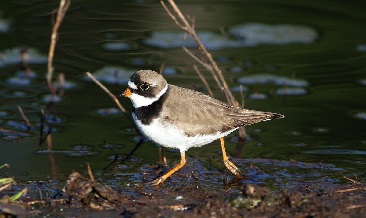 Semipalmated Plover - ML43405121