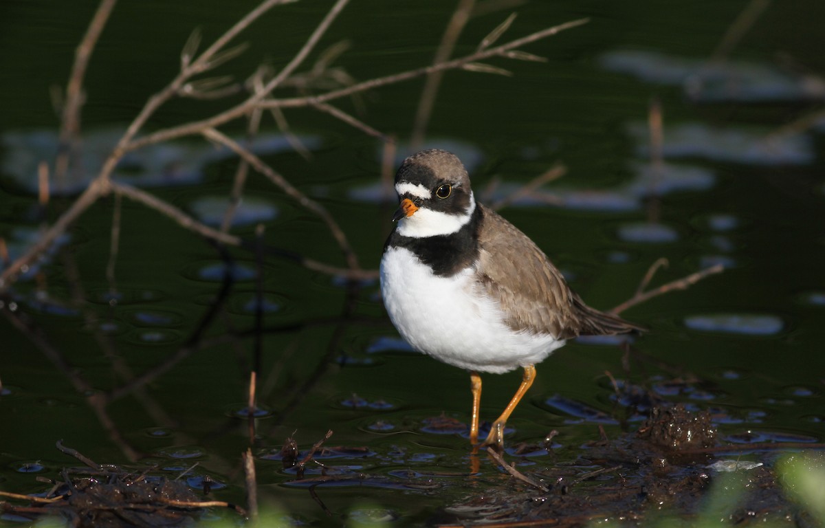Semipalmated Plover - ML43405171
