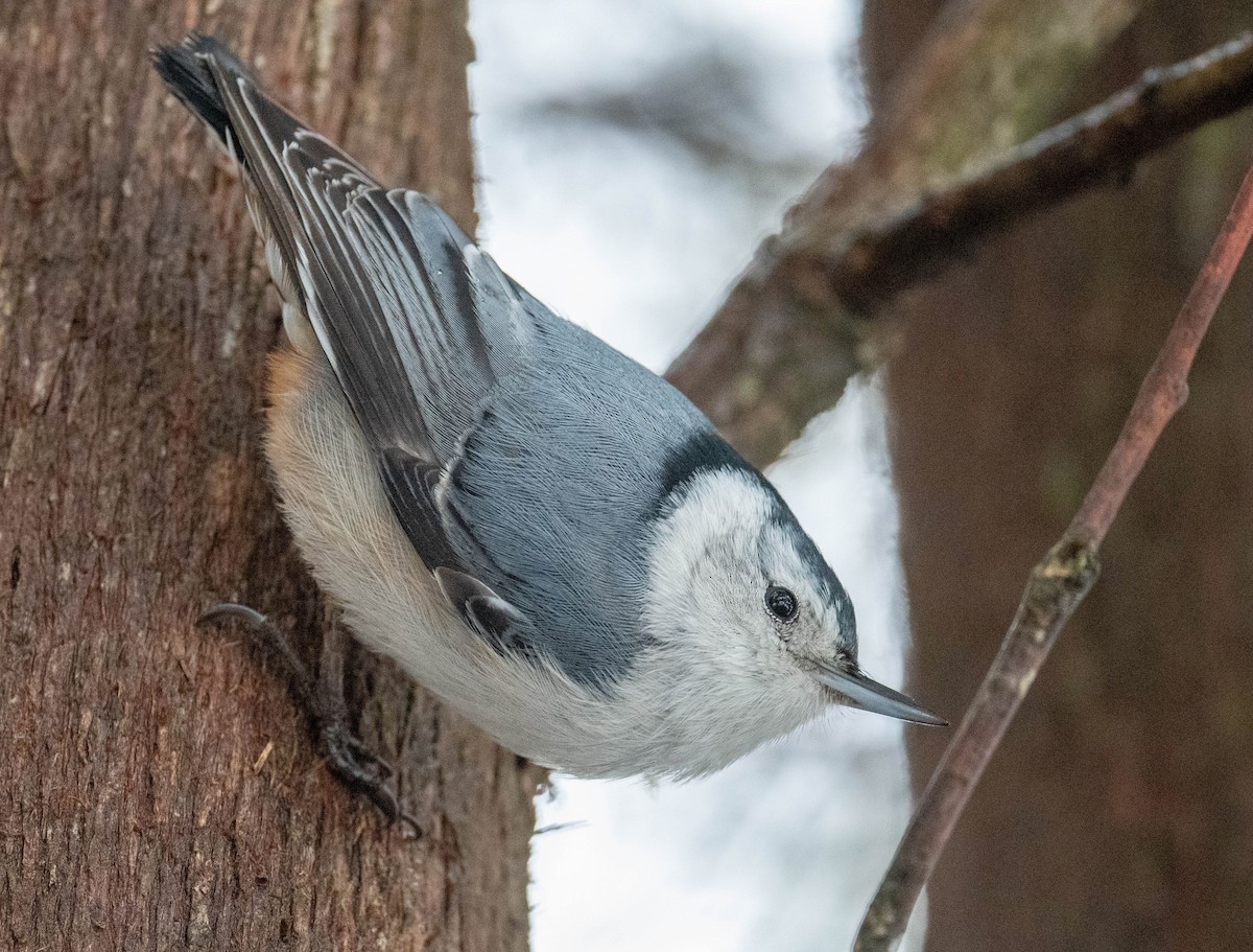White-breasted Nuthatch - ML434051761