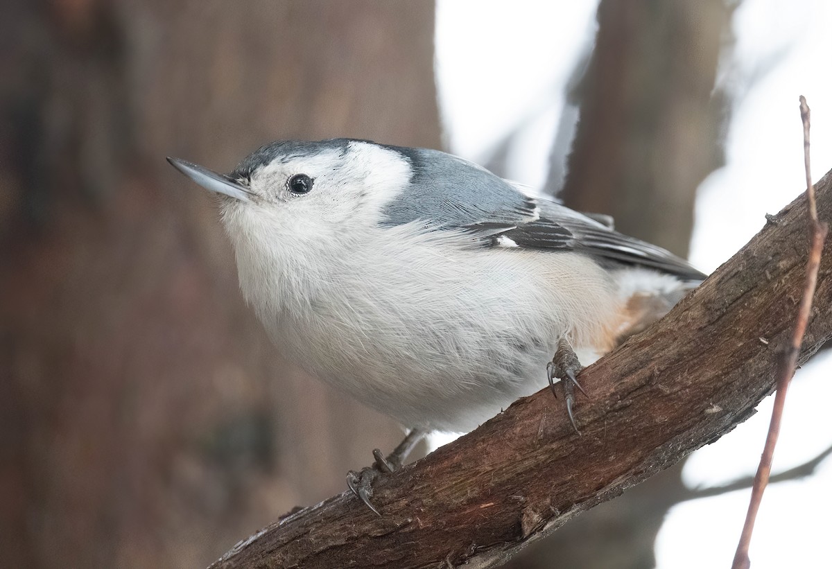 White-breasted Nuthatch - ML434051791