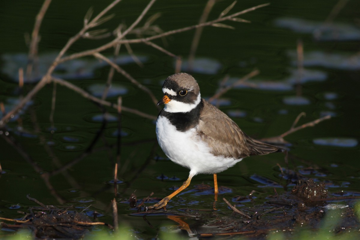 Semipalmated Plover - ML43405181