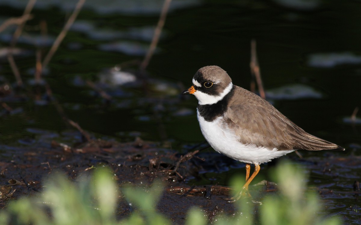 Semipalmated Plover - ML43405201