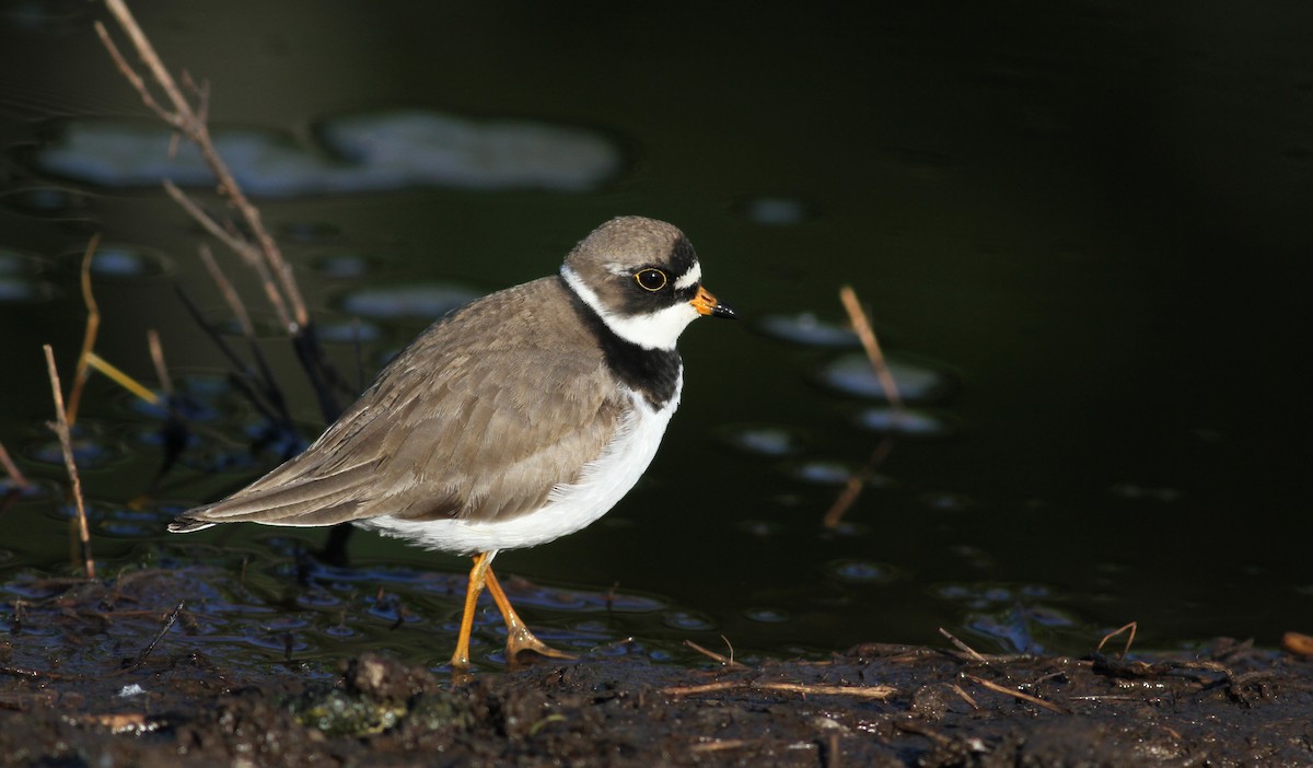 Semipalmated Plover - ML43405251