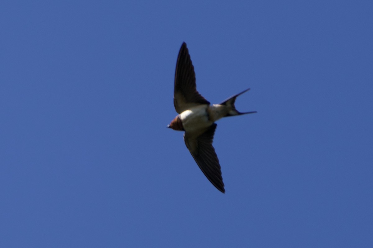 Barn Swallow - ML434053031