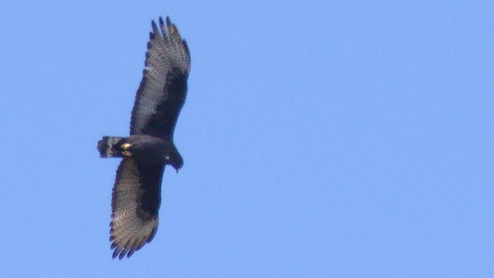 Zone-tailed Hawk - ML434055131