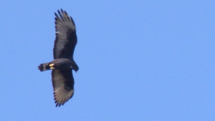Zone-tailed Hawk - ML434055141