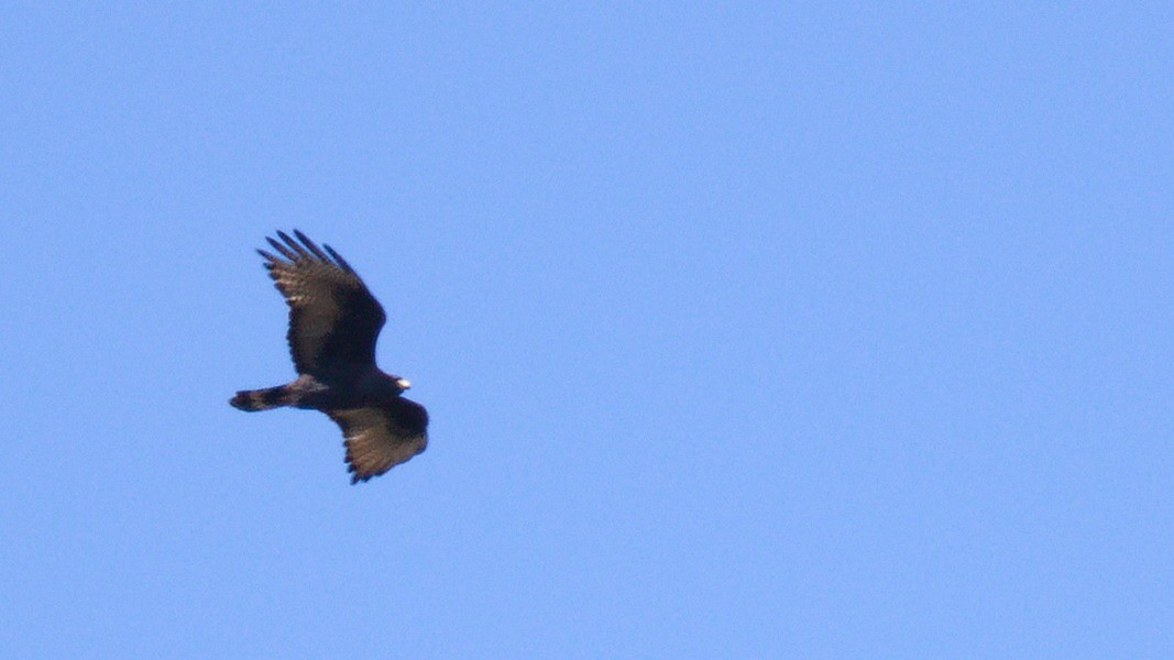Zone-tailed Hawk - ML434055151